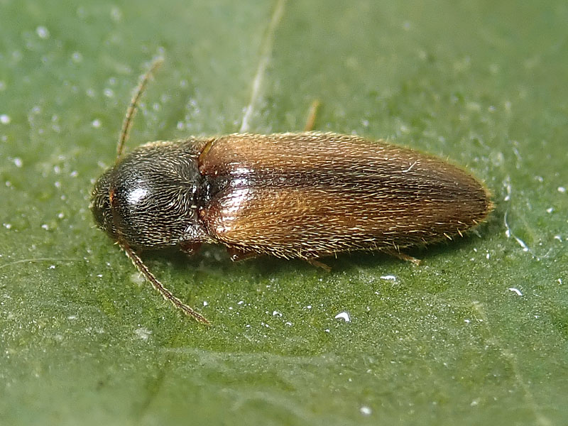 Elateridae: Adrastus sp.? S.